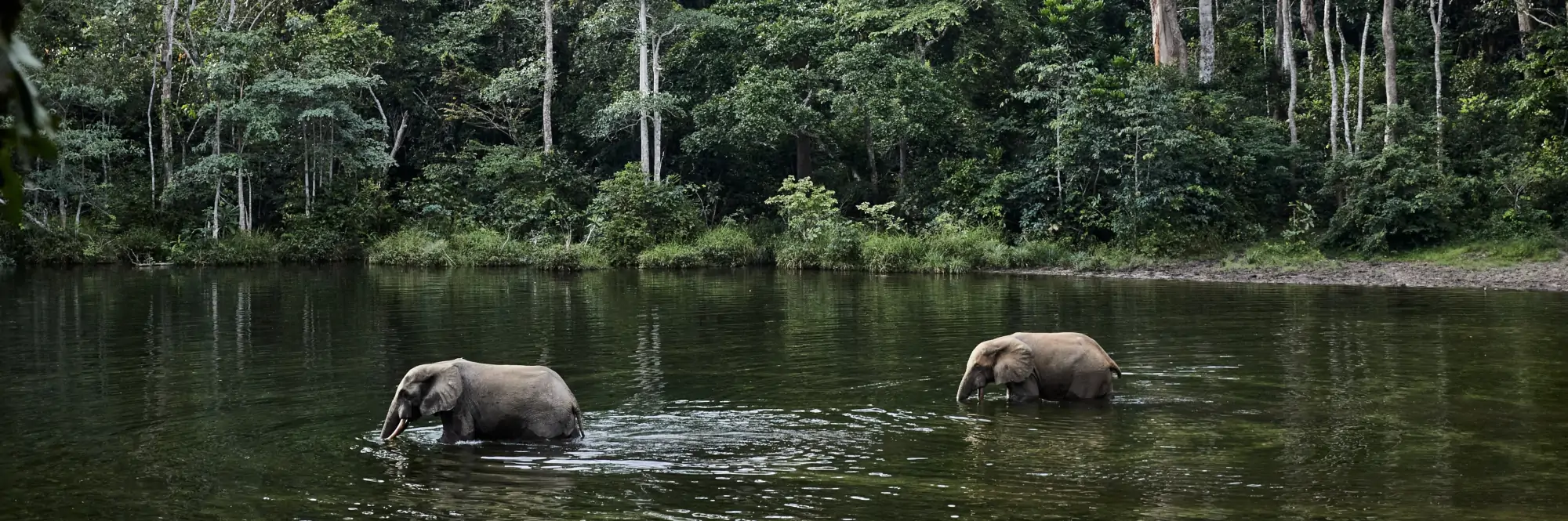 conseil-marketing-assistance-a-maitrise-d-ouvrage-stratemark